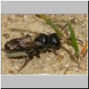 Mimumesa sp - Grabwespe 09e 6-7mm mit Zikade - OS-Hasbergen-Lehmwiese.jpg